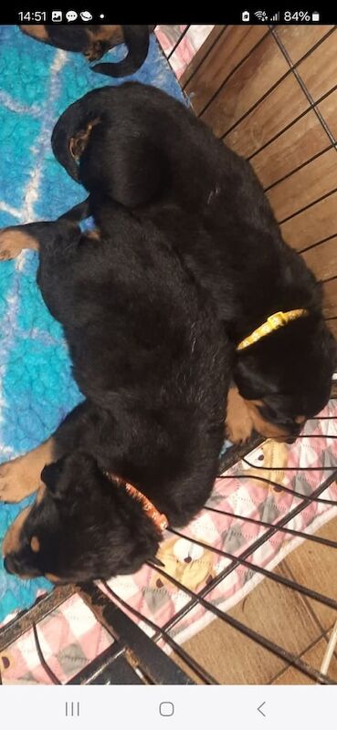 Rottweiler puppies for sale in Ballymena, County Antrim - Image 3