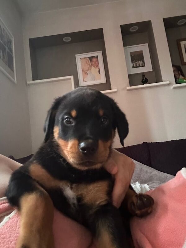 Rottweiler puppies for sale in Aylesbury, Buckinghamshire – 9 weeks old