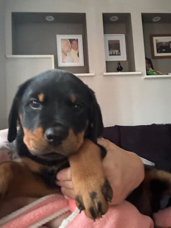 Rottweiler puppies for sale in Aylesbury, Buckinghamshire – 9 weeks old - Image 2 of 3
