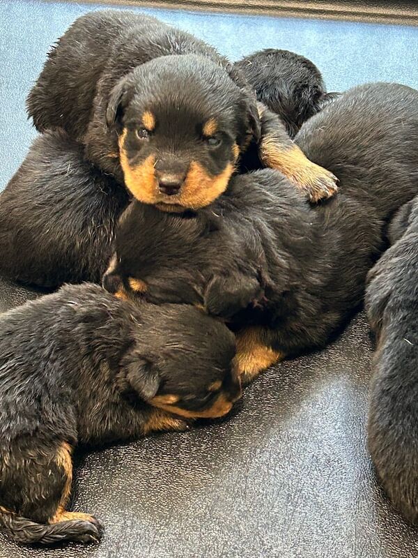 Rottweiler puppies for sale in Moortown, West Yorkshire – KC registered, 3 weeks old