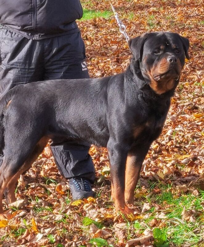 Rottweiler puppies for sale in Moortown, West Yorkshire – KC registered, 3 weeks old - Image 2 of 3