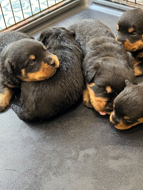 Rottweiler puppies for sale in Moortown, West Yorkshire – KC registered, 3 weeks old - Image 3 of 3