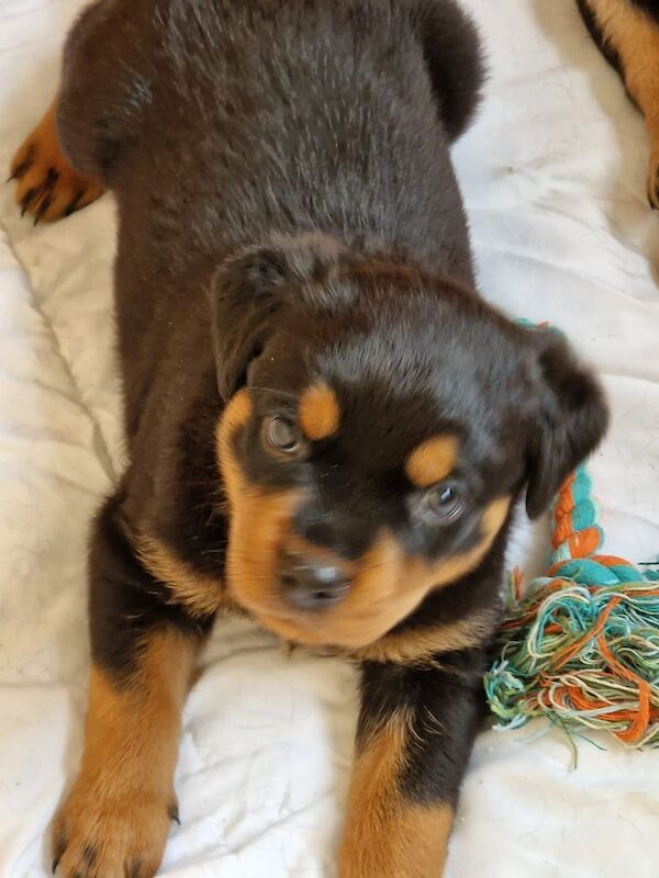 Rottweiler puppies for sale in East Kilbride, Lanarkshire – 5 weeks old