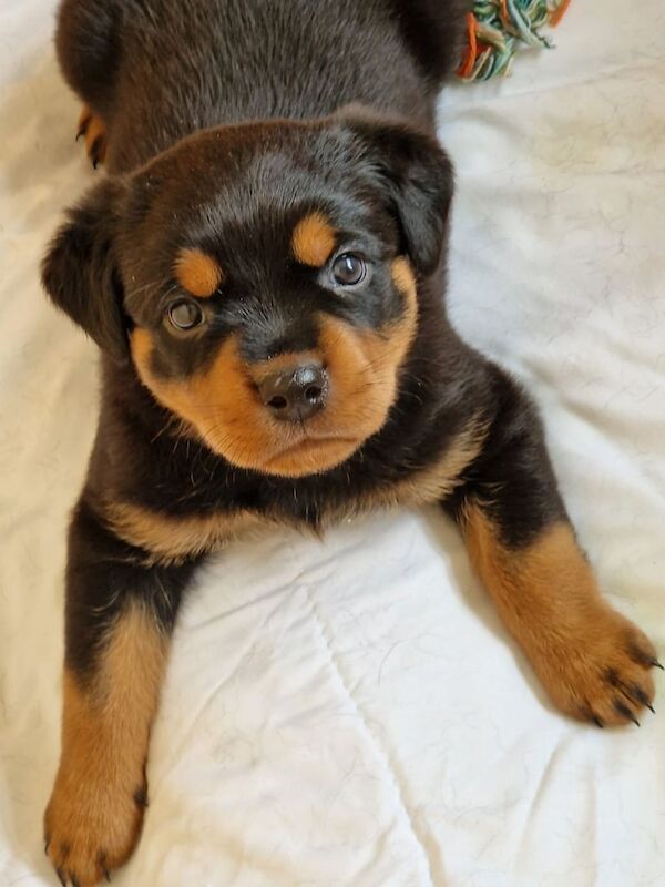 Rottweiler puppies for sale in East Kilbride, Lanarkshire – 5 weeks old - Image 2 of 3