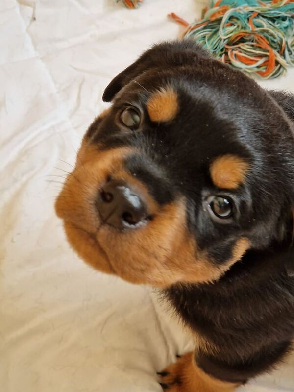 Rottweiler puppies for sale in East Kilbride, Lanarkshire – 5 weeks old - Image 3 of 3