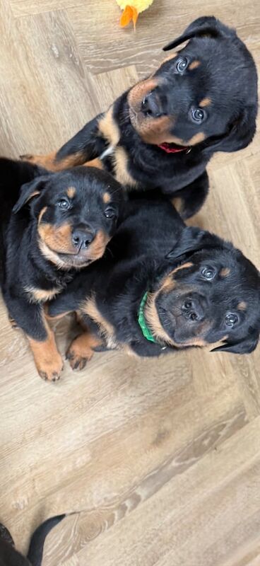 Rottweiler puppies for sale in Evesham, Worcestershire – KC registered, 6 weeks old