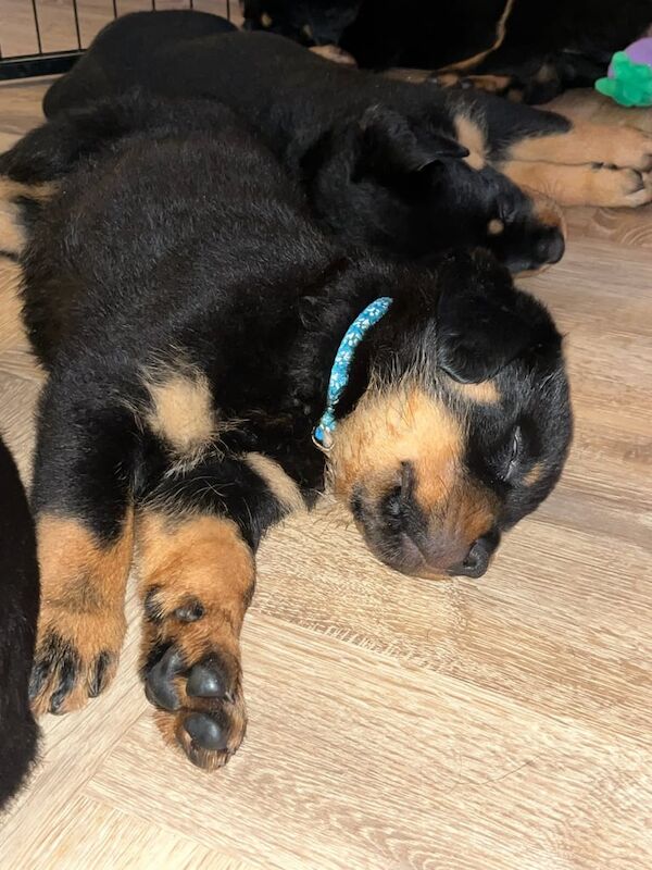 Rottweiler puppies for sale in Evesham, Worcestershire – KC registered, 6 weeks old - Image 2 of 3