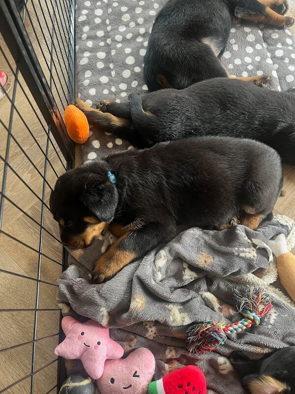 Rottweiler puppies for sale in Evesham, Worcestershire – KC registered, 6 weeks old - Image 3 of 3
