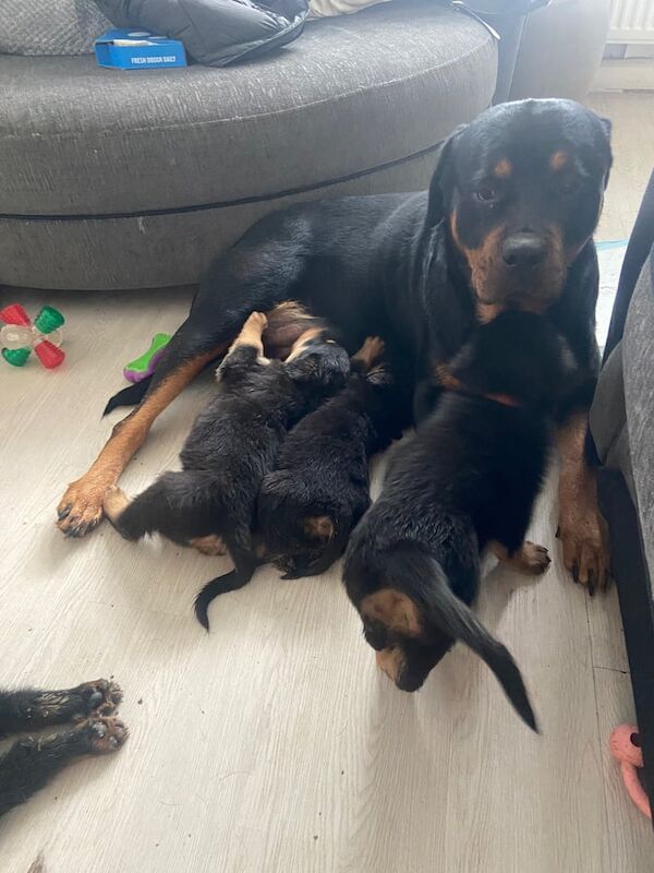 Rottweiler puppies for sale in Plymouth, Devon – 9 weeks old