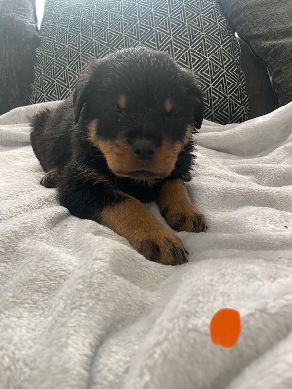 Rottweiler puppies for sale in Plymouth, Devon – 9 weeks old - Image 2 of 3