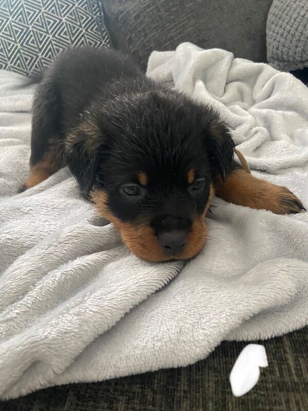 Rottweiler puppies for sale in Plymouth, Devon – 9 weeks old - Image 3 of 3