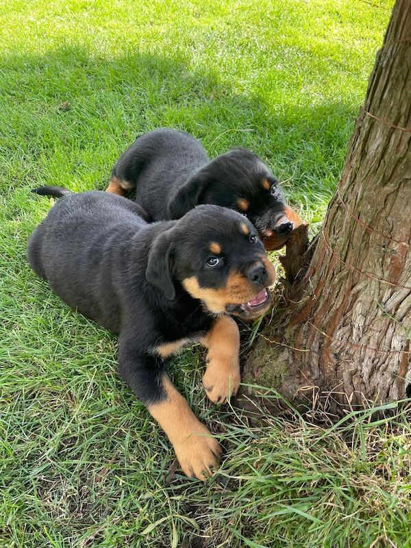 Rottweiler puppies for sale in Portadown, County Armagh – KC registered, 7 weeks old