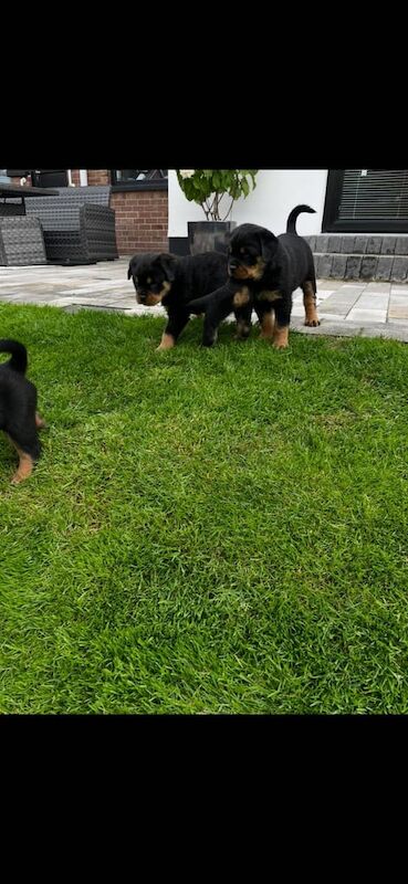 Rottweiler puppies for sale in Portadown, County Armagh – KC registered, 7 weeks old - Image 2 of 3
