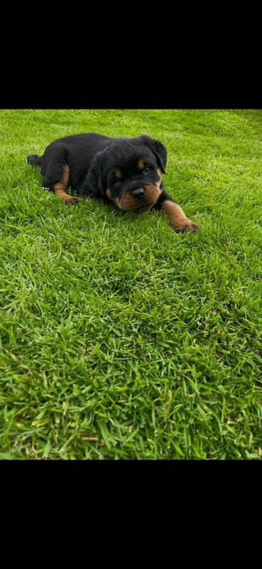 Rottweiler puppies for sale in Portadown, County Armagh – KC registered, 7 weeks old - Image 3 of 3