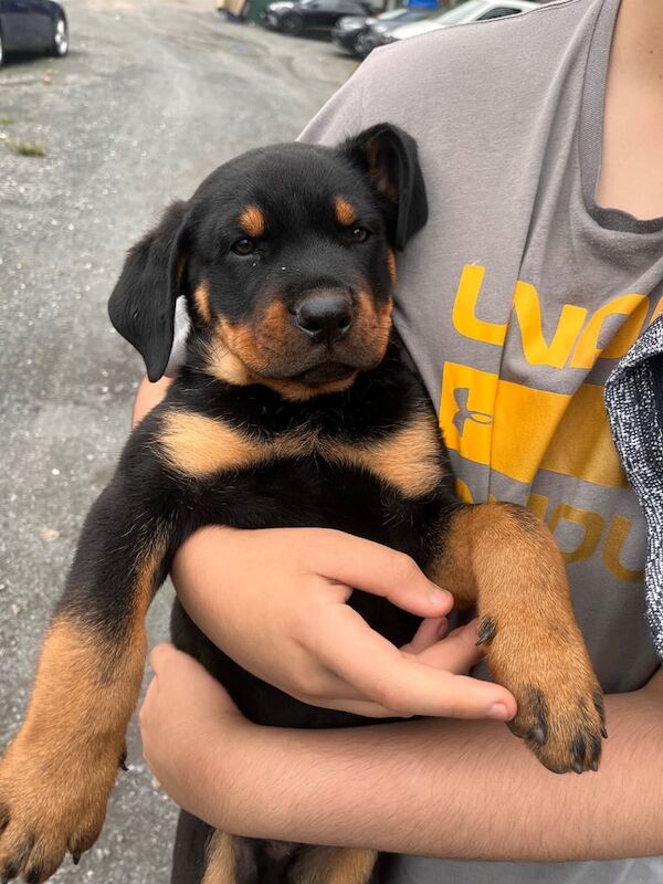 Rottweiler puppies for sale in Harlow, Essex – 3 months old