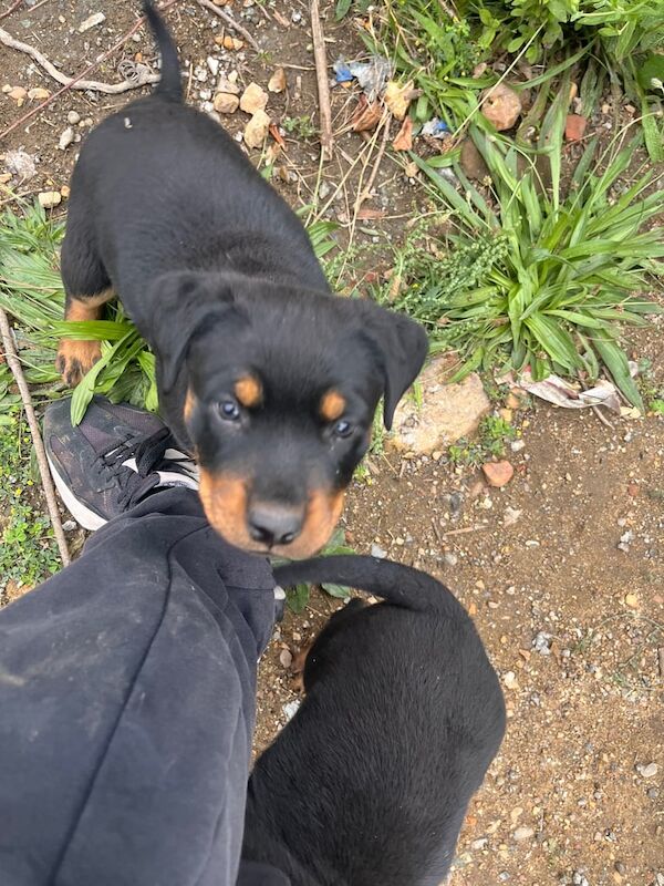 Rottweiler puppies for sale in Harlow, Essex – 3 months old - Image 2 of 3