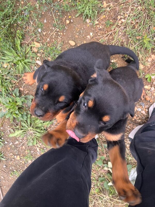 Rottweiler puppies for sale in Harlow, Essex – 3 months old - Image 3 of 3