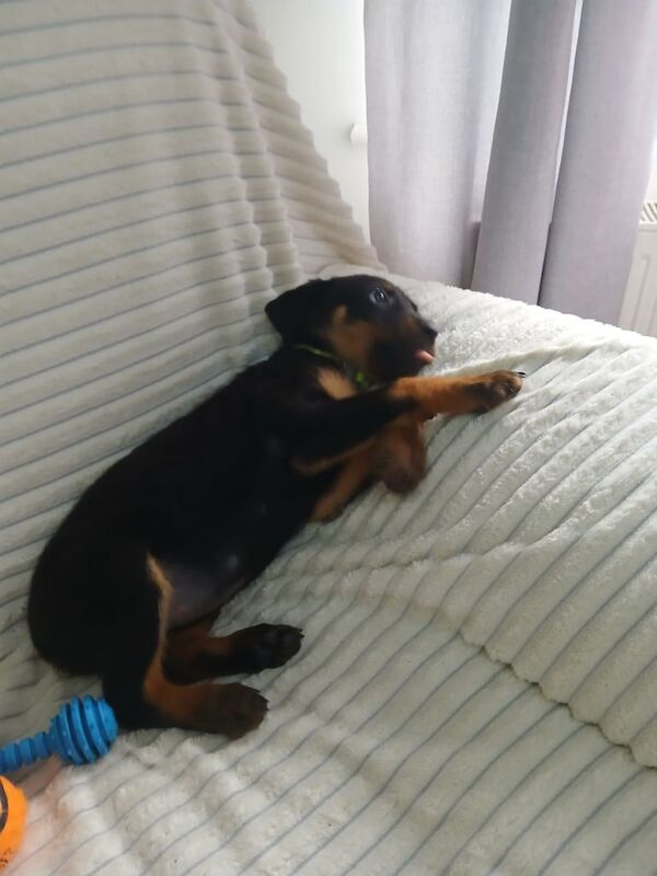 Rottweiler puppies for sale in Grimsby, Lincolnshire – 9 weeks old