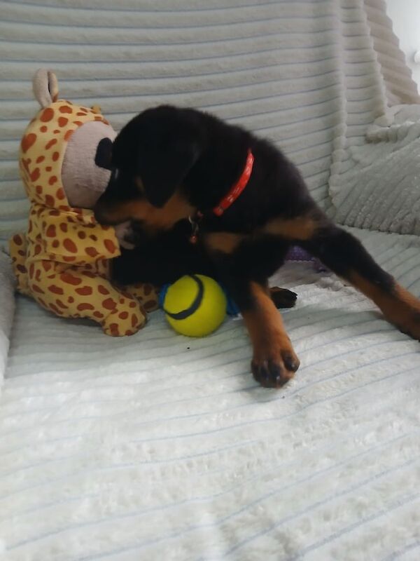 Rottweiler puppies for sale in Grimsby, Lincolnshire – 9 weeks old - Image 2 of 3