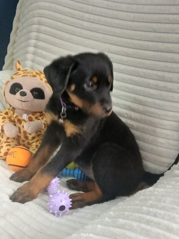 Rottweiler puppies for sale in Grimsby, Lincolnshire – 9 weeks old - Image 3 of 3
