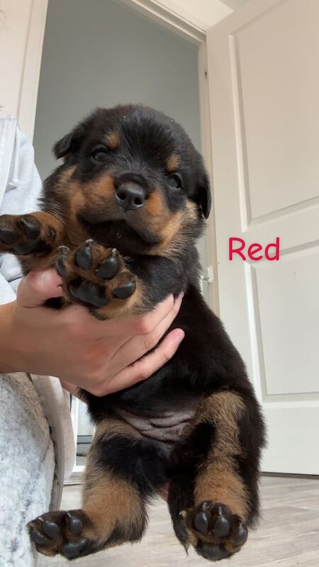 Rottweiler puppies for sale in Radcliffe on Trent, Nottinghamshire – 5 weeks old