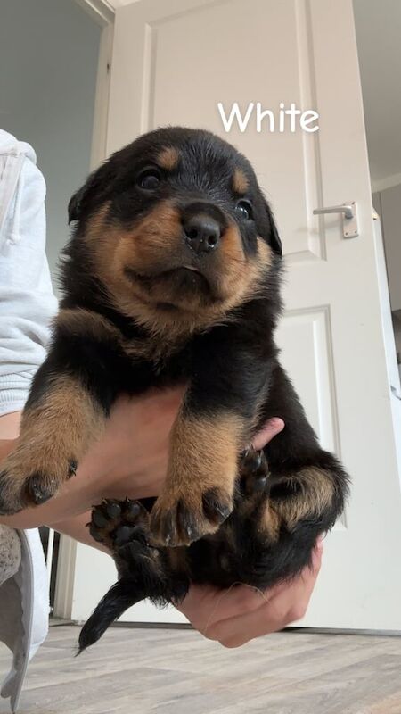 Rottweiler puppies for sale in Radcliffe on Trent, Nottinghamshire – 5 weeks old - Image 2 of 3