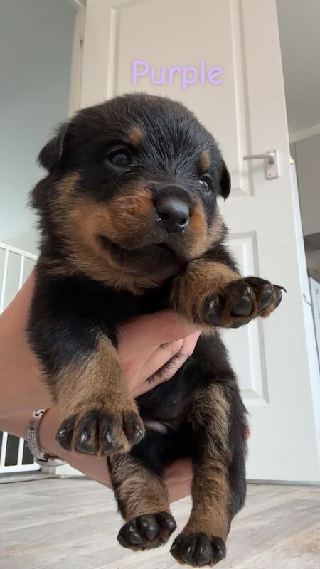 Rottweiler puppies for sale in Radcliffe on Trent, Nottinghamshire – 5 weeks old - Image 3 of 3