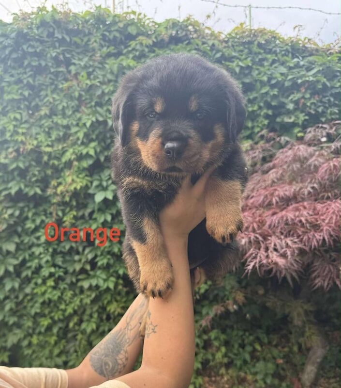 Kennel Club Registered Rottweiler Puppies For Sale