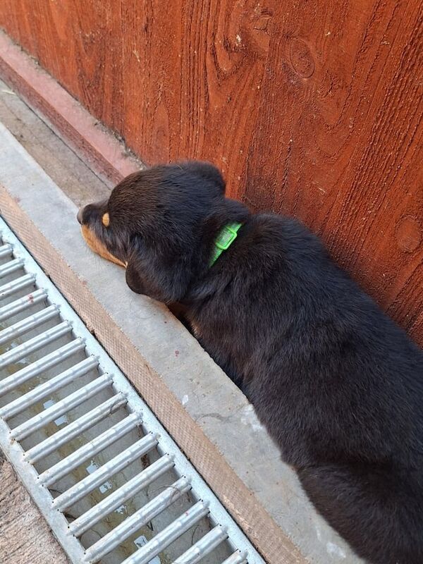 Rottweiler puppies for sale in Exeter, Devon – 7 weeks old