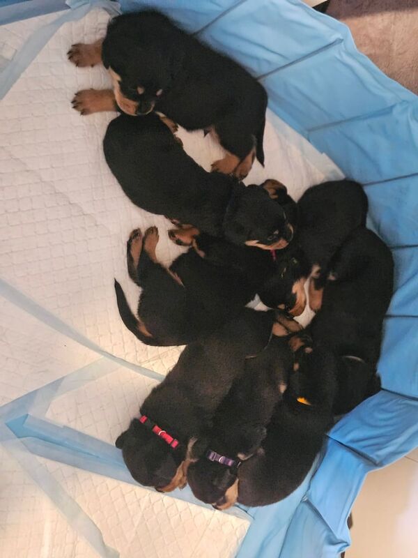 Rottweiler puppies for sale in Takeley, Essex – 3 weeks old