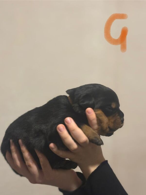 Rottweiler puppies for sale in Dereham, Norfolk – KC registered, 2 weeks old - Image 2 of 5