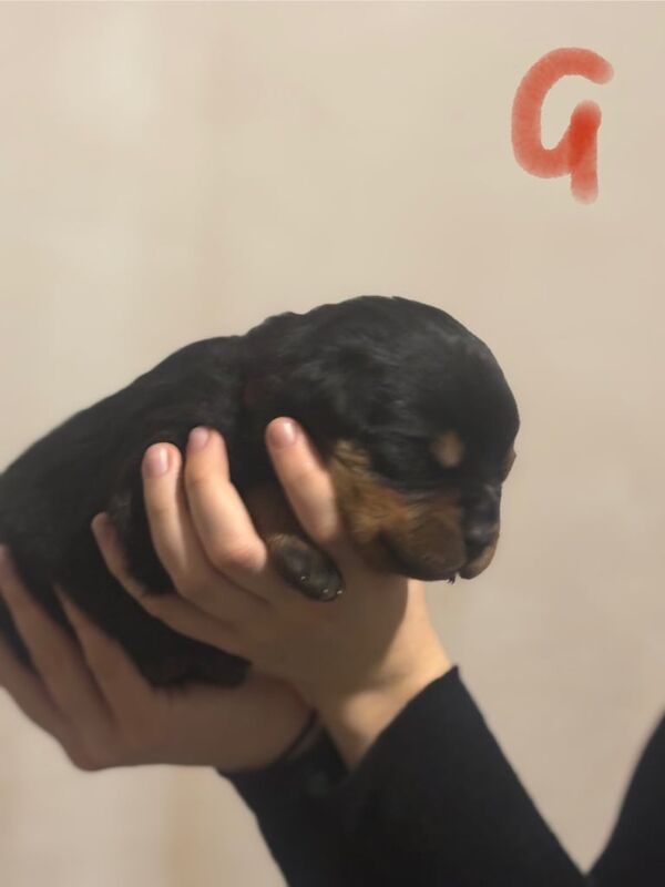 Rottweiler puppies for sale in Dereham, Norfolk – KC registered, 2 weeks old - Image 3 of 5