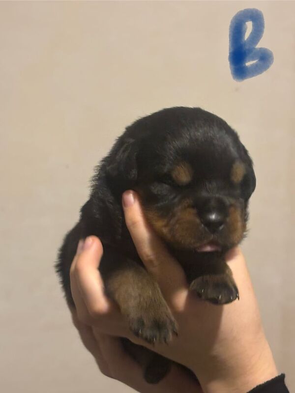 Rottweiler puppies for sale in Dereham, Norfolk – KC registered, 2 weeks old - Image 4 of 5