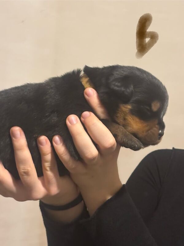 Rottweiler puppies for sale in Dereham, Norfolk – KC registered, 2 weeks old - Image 5 of 5