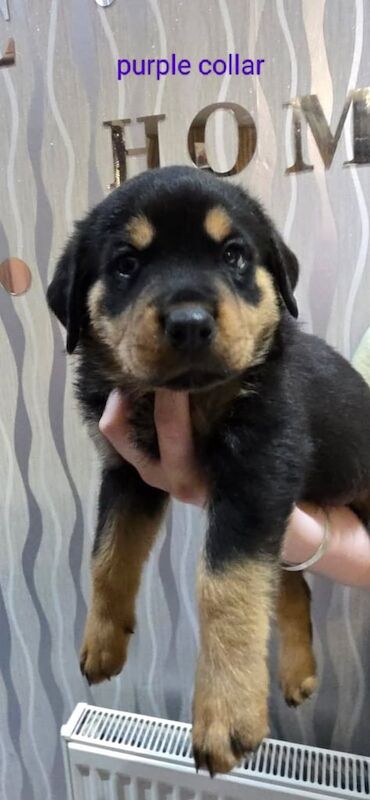 Rottweiler puppies for sale in Cowdenbeath, Fife – 5 weeks old