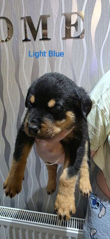 Rottweiler puppies for sale in Cowdenbeath, Fife – 5 weeks old - Image 4 of 6