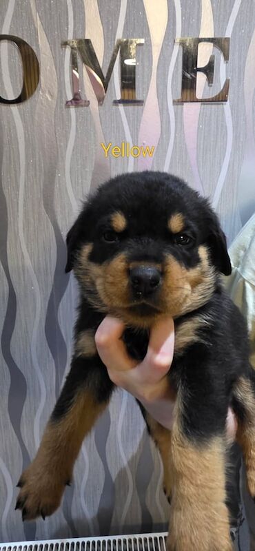 Rottweiler puppies for sale in Cowdenbeath, Fife – 5 weeks old - Image 6 of 6