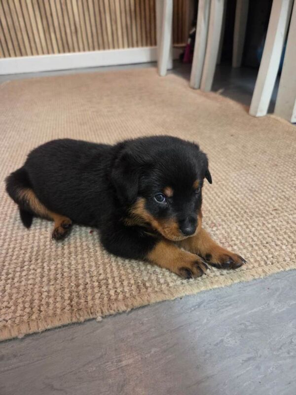 Rottweiler puppies for sale in Hoyland, South Yorkshire – 4 weeks old - Image 2 of 4