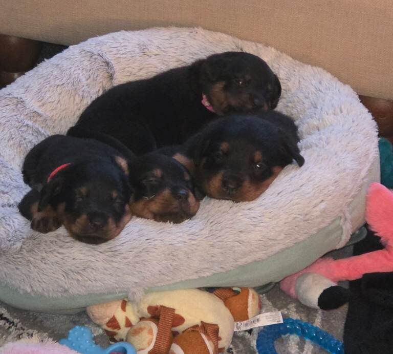 Rottweiler puppies for sale in Hoyland, South Yorkshire – 4 weeks old - Image 3 of 4