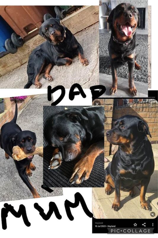Rottweiler puppies for sale in Hoyland, South Yorkshire – 4 weeks old - Image 4 of 4