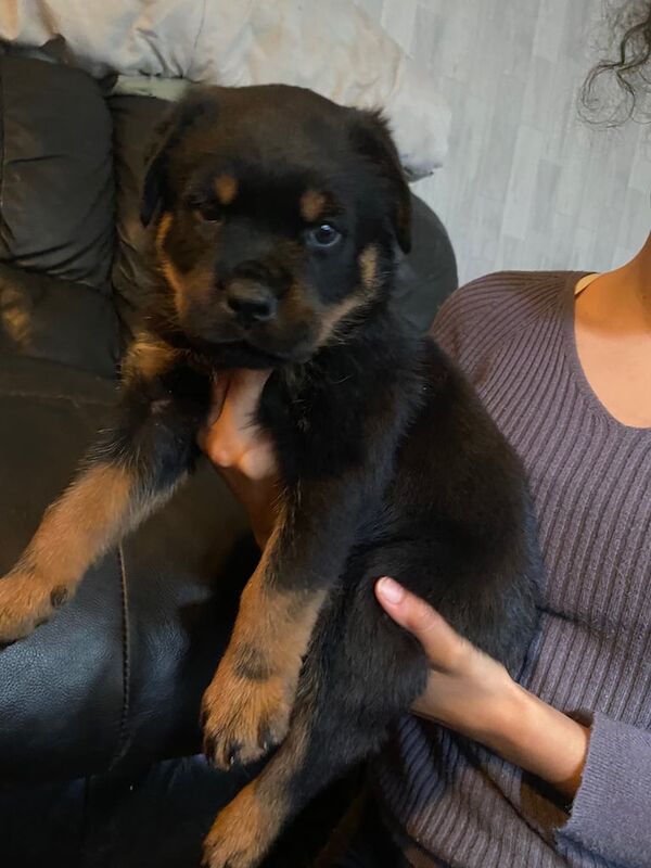 Rottweiler puppies for sale in Southampton, Hampshire – 6 weeks old