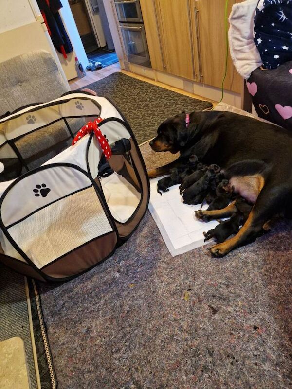 Rottweiler puppies for sale in St Austell, Cornwall – 3 weeks old