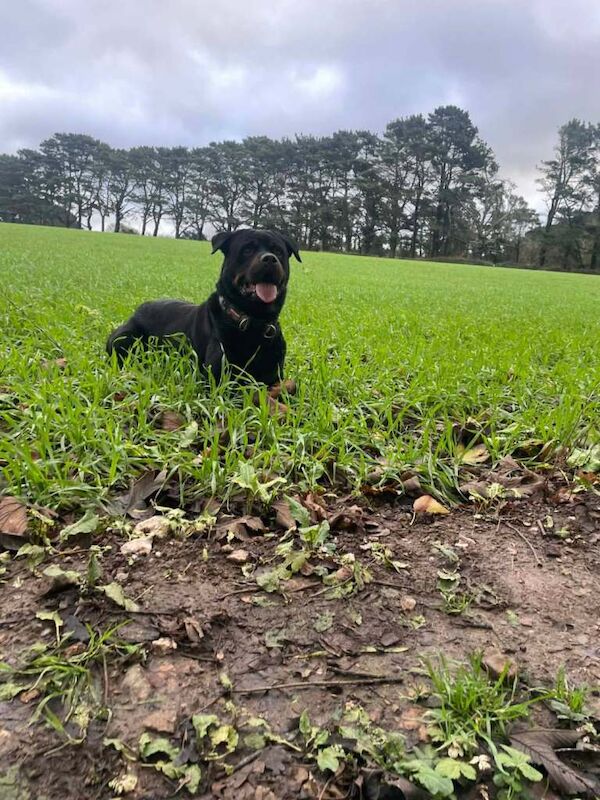 Rottweiler puppies for sale in St Austell, Cornwall – 4 weeks old - Image 2 of 6