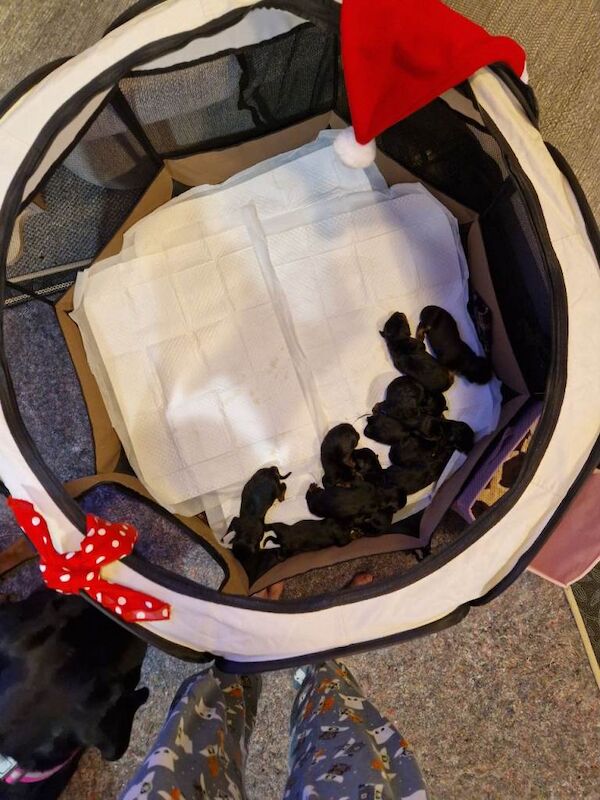 Rottweiler puppies for sale in St Austell, Cornwall – 4 weeks old - Image 3 of 6