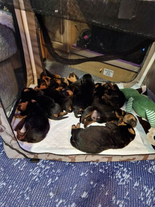 Rottweiler puppies for sale in St Austell, Cornwall – 4 weeks old - Image 4 of 6