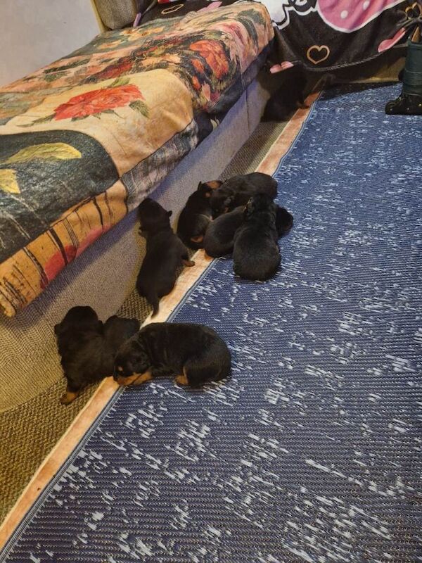 Rottweiler puppies for sale in St Austell, Cornwall – 4 weeks old - Image 5 of 6
