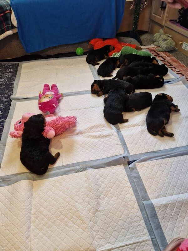 Rottweiler puppies for sale in St Austell, Cornwall – 4 weeks old - Image 6 of 6