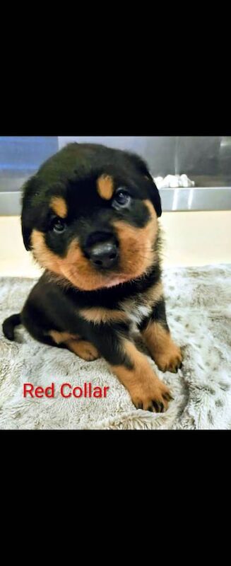 Rottweiler puppies for sale in Tonypandy, Mid Glamorgan – 9 weeks old