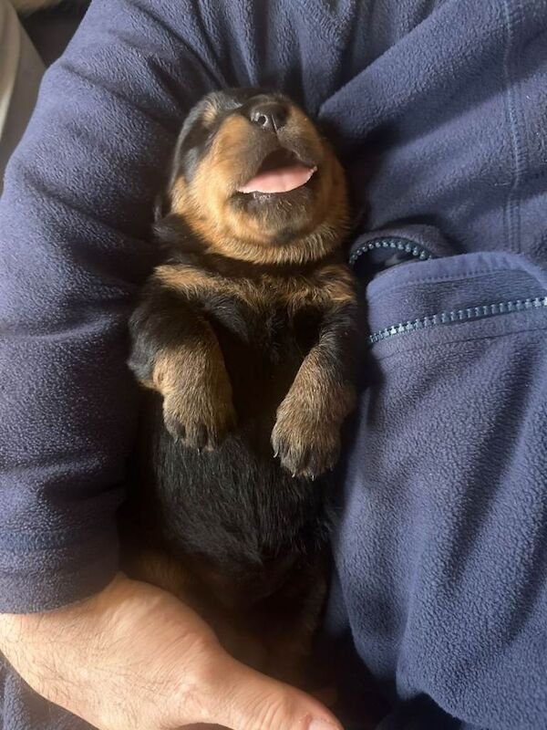 Kennel Club Registered Rottweiler Puppies For Sale