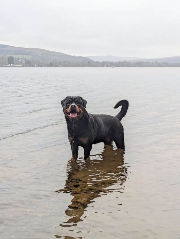 Rottweiler puppies - Image 2 of 5